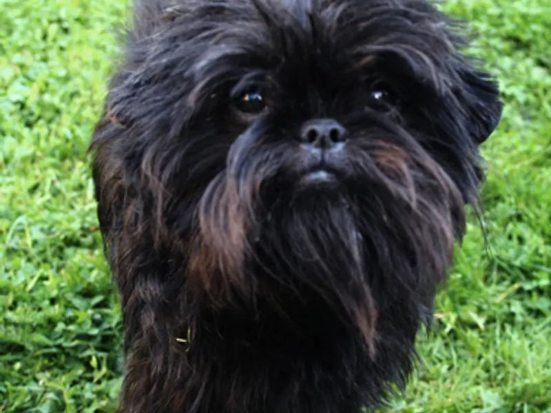 Affenpinscher