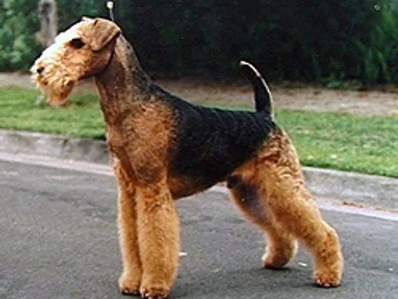 airedale terrier