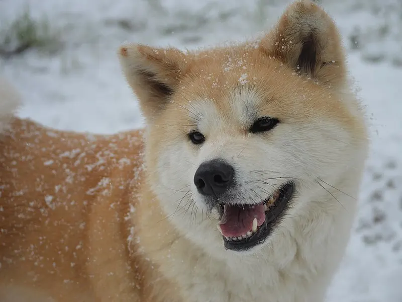 akita