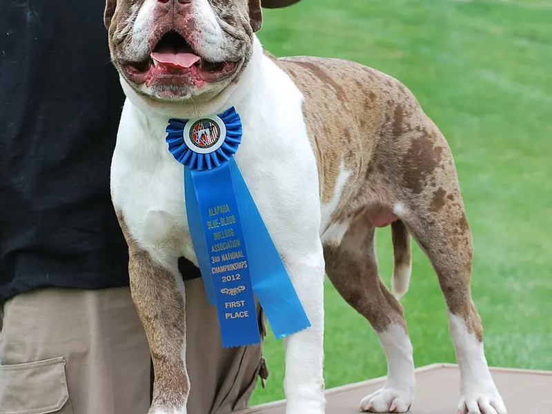 Alapaha Blue Blood Bulldog