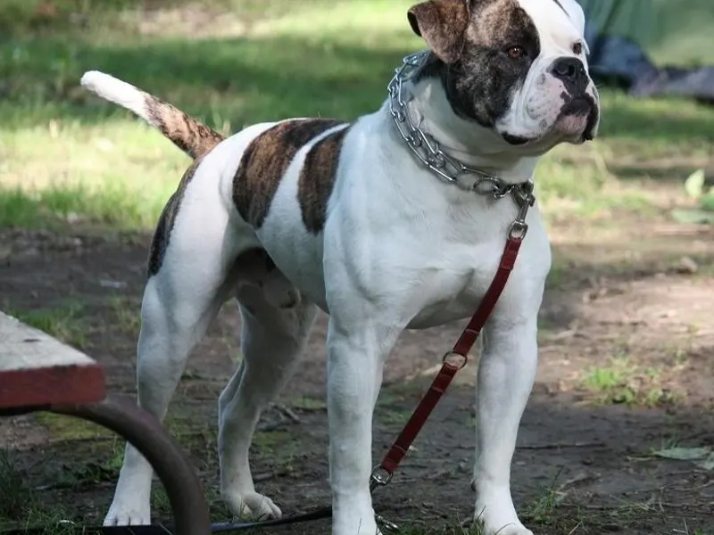 amerikai buldog