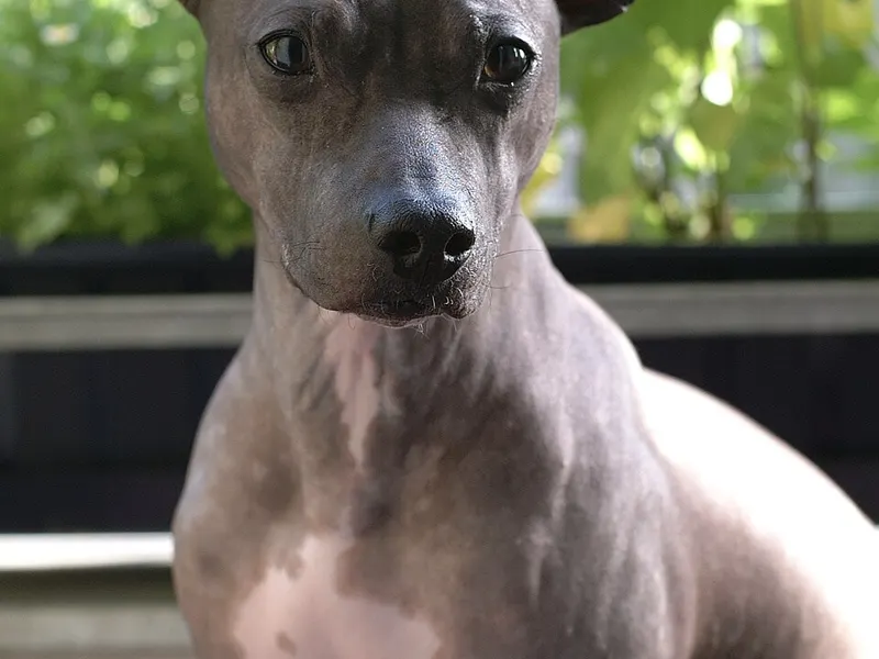 amerikai meztelen terrier