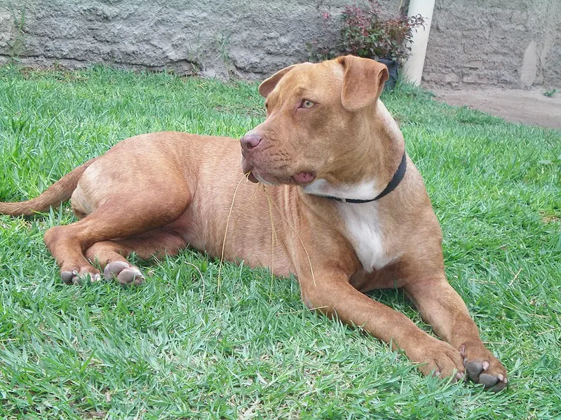 amerikai pitbull terrier