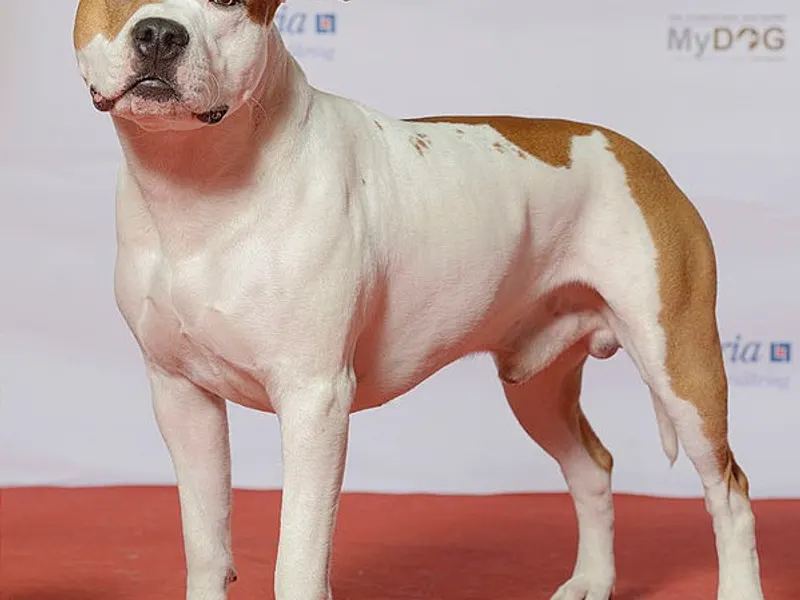 amerikai staffordshire terrier