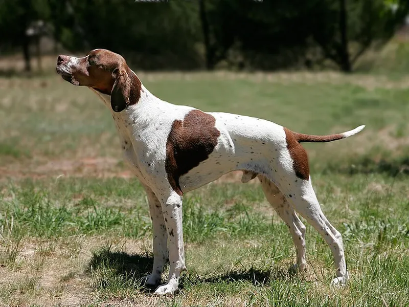 angol pointer