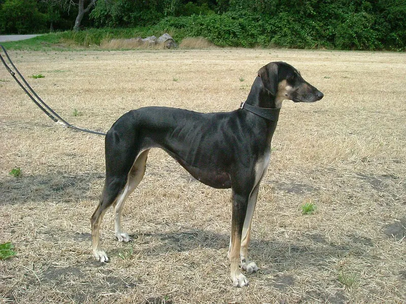 arab agár