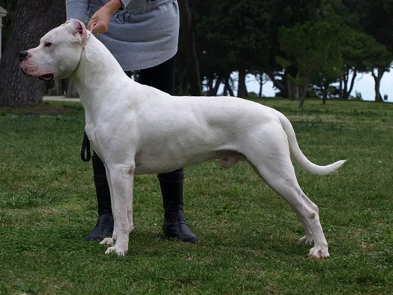 argentin dog