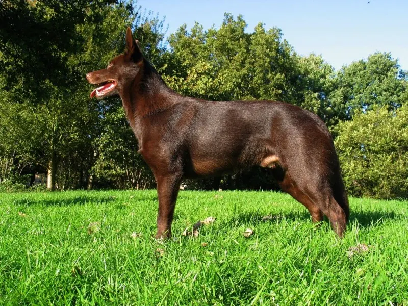 ausztrál kelpie