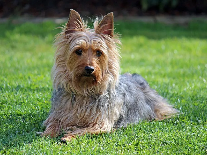ausztrál selyemszőrű terrier