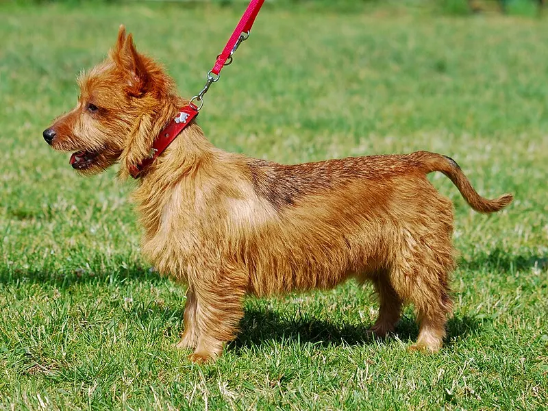 ausztrál terrier