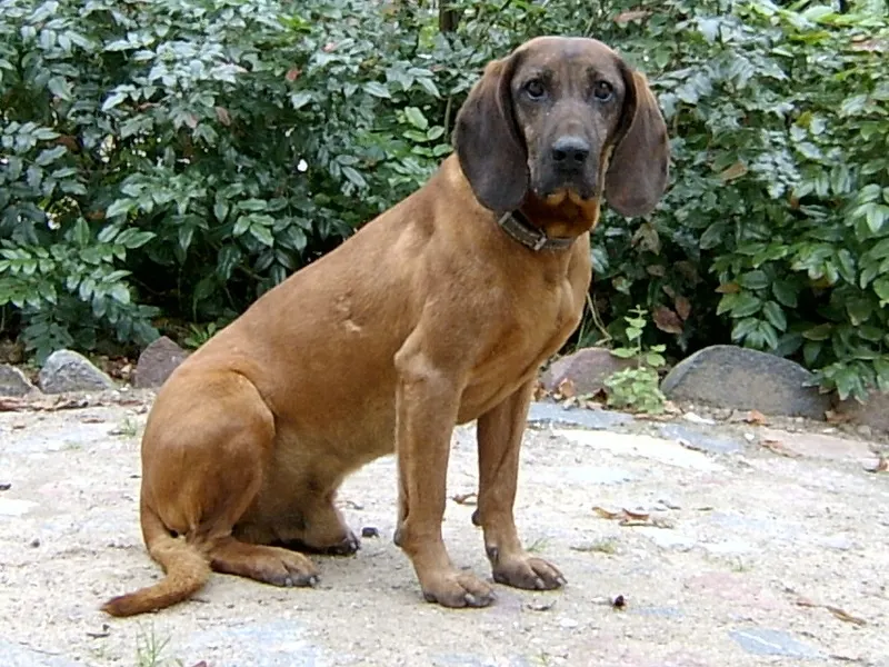 bajor hegyi véreb
