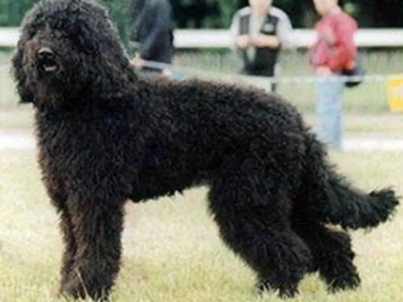 Barbet