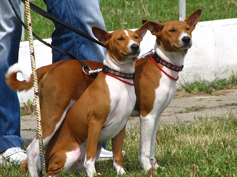 basenji