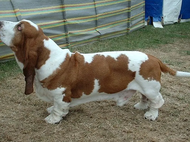 basset hound