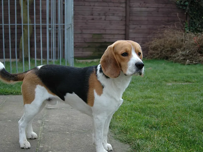 beagle