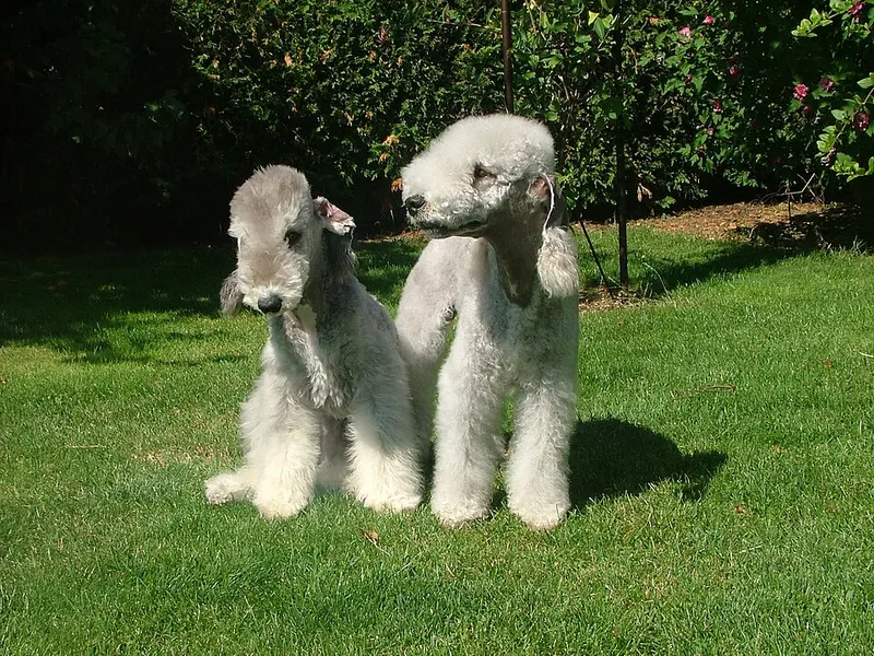 Bedlington terrier