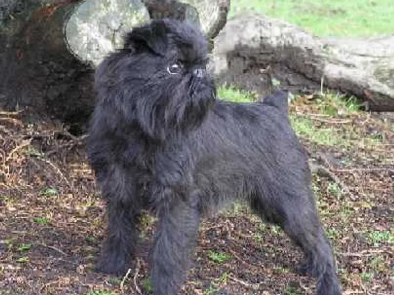 belga griffon