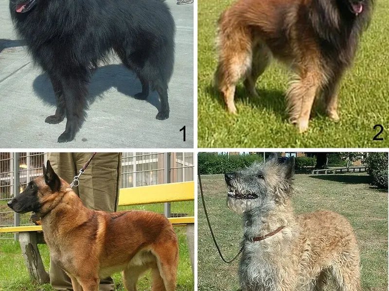 belga juhászkutya