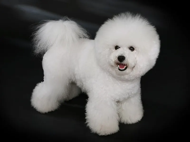 bichon frisé