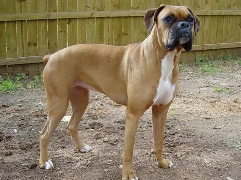 bokszer