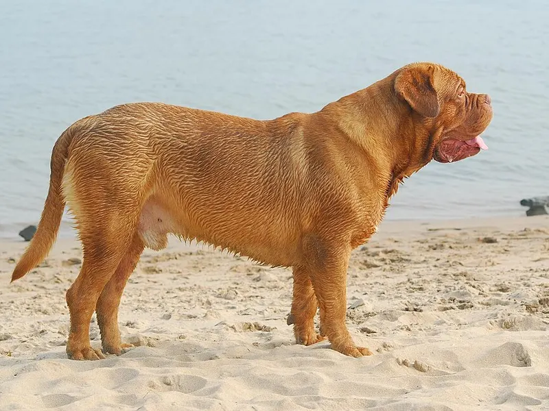 bordeaux-i dog