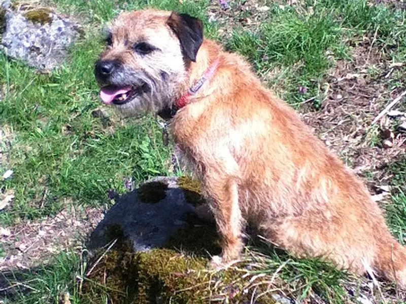 border terrier