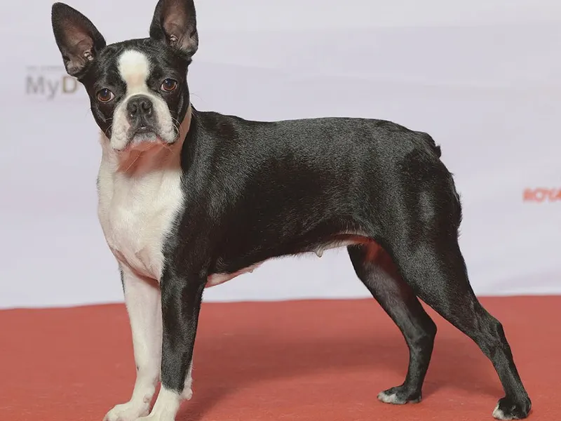 boston terrier