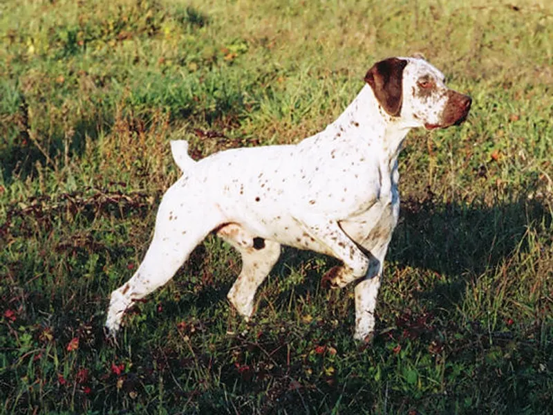 bourbonnais-i vizsla