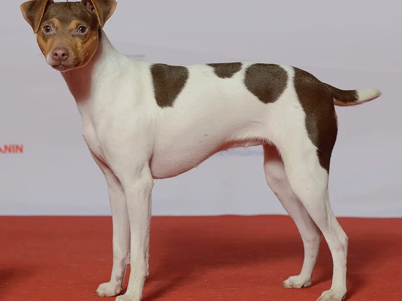 brazil terrier