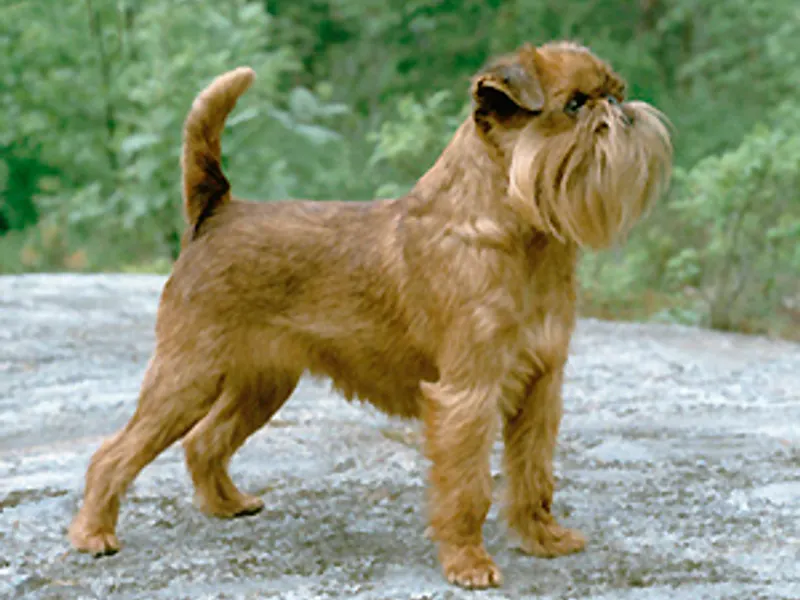 brüsszeli griffon