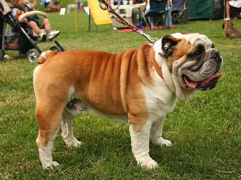 buldog