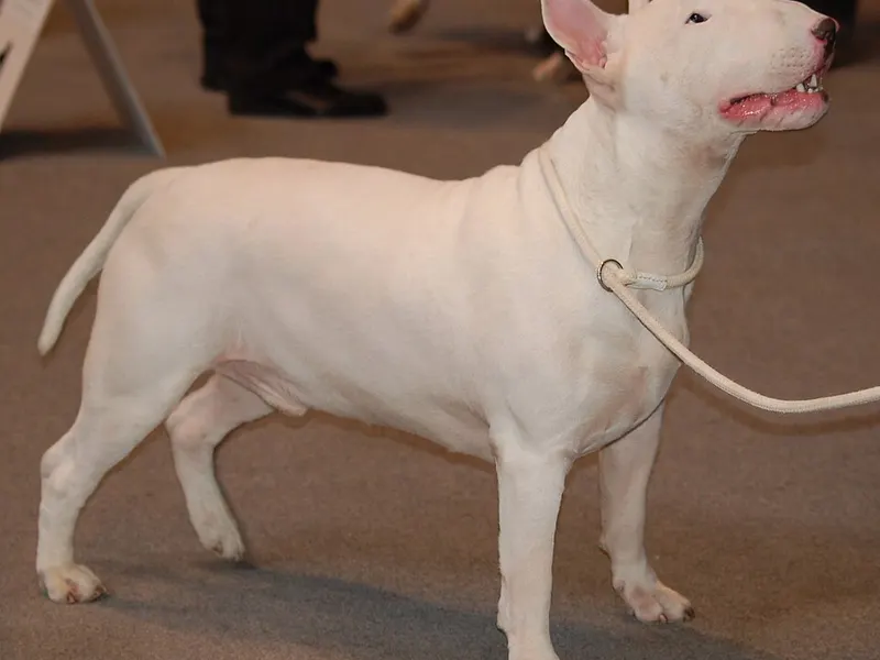 bullterrier