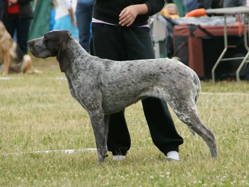 burgosi vizsla