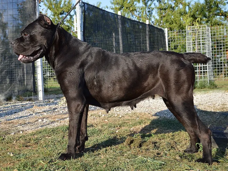 cane corso