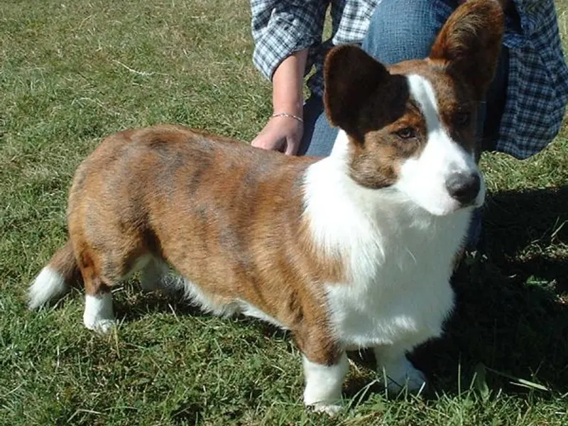 Cardigan welsh corgi