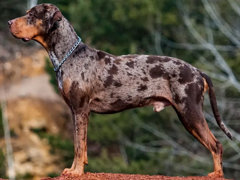 catahoulai leopárdkutya