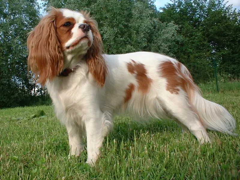 Cavalier King Charles spániel