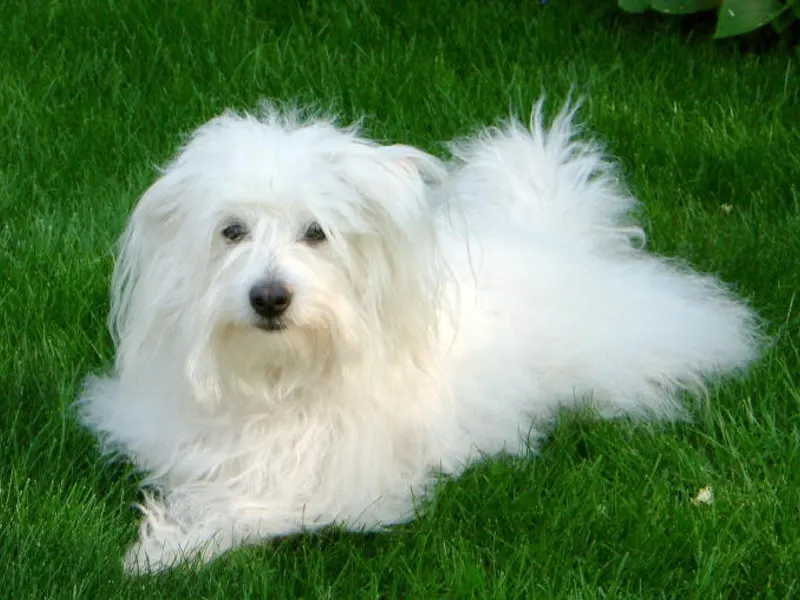 Coton de tuléar