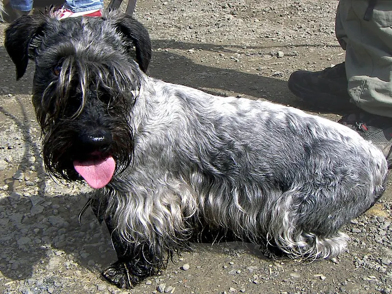 cseh terrier