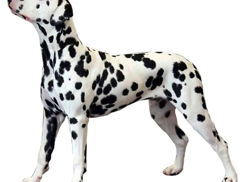dalmata