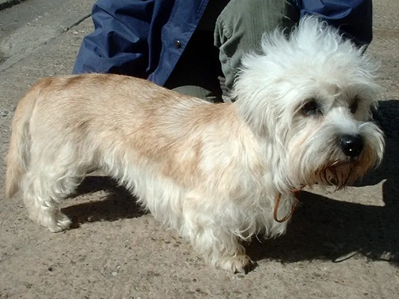 Dandie Dinmont-terrier