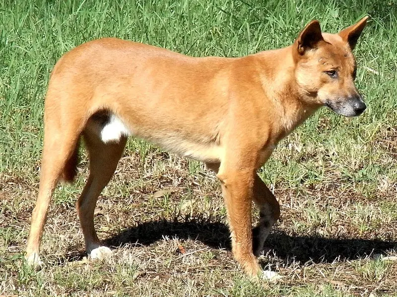 dingó
