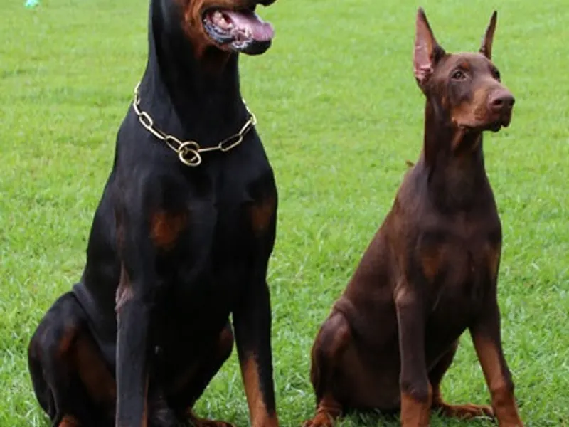 dobermann