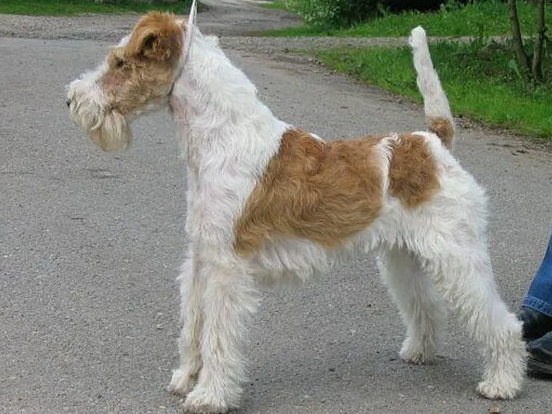 drótszőrű foxterrier