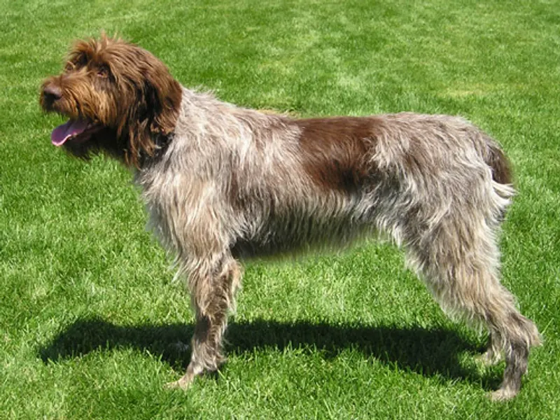 drótszőrű griffon