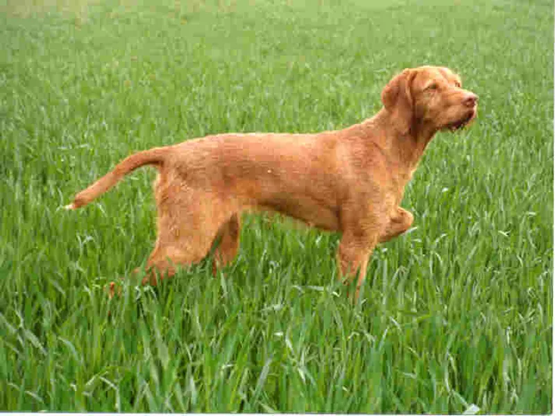 drótszőrű magyar vizsla