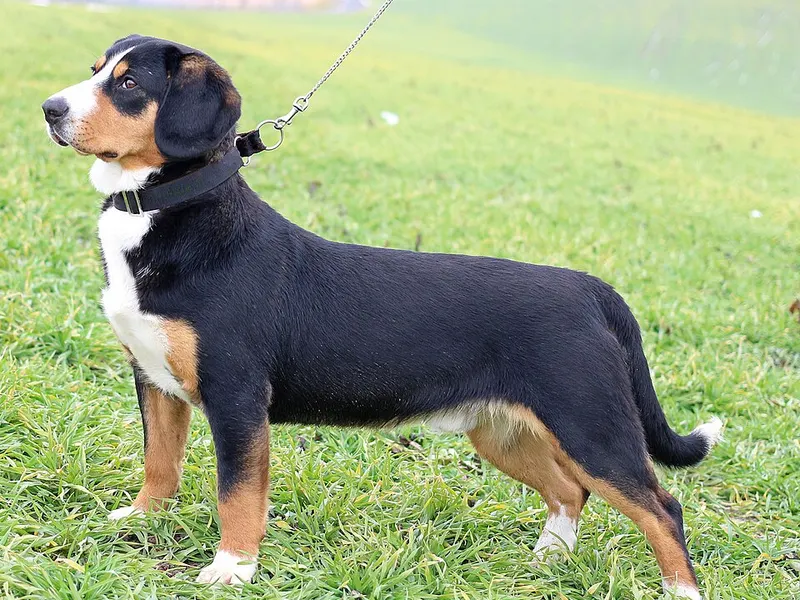 entlebuchi havasi kutya