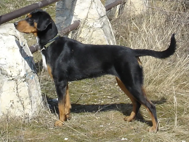 erdélyi kopó