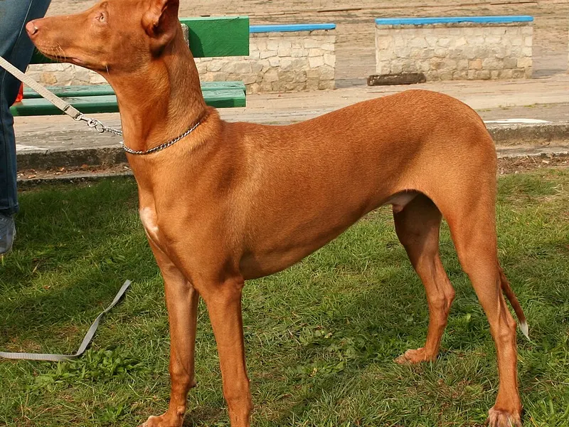fáraókutya