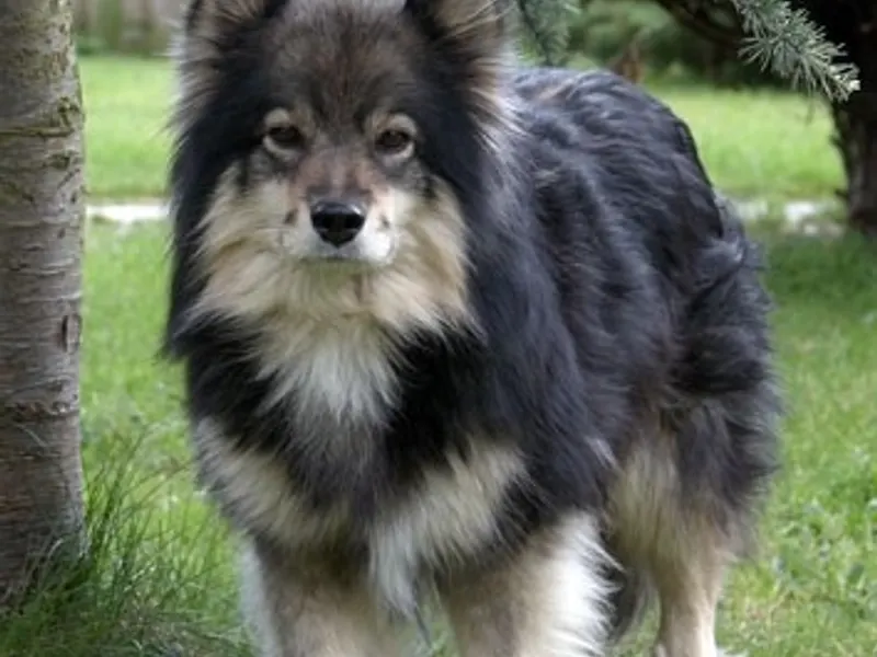 finn lapphund